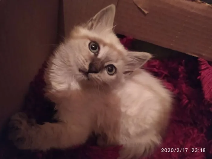 Gato ra a SDR idade Abaixo de 2 meses nome Pluminha