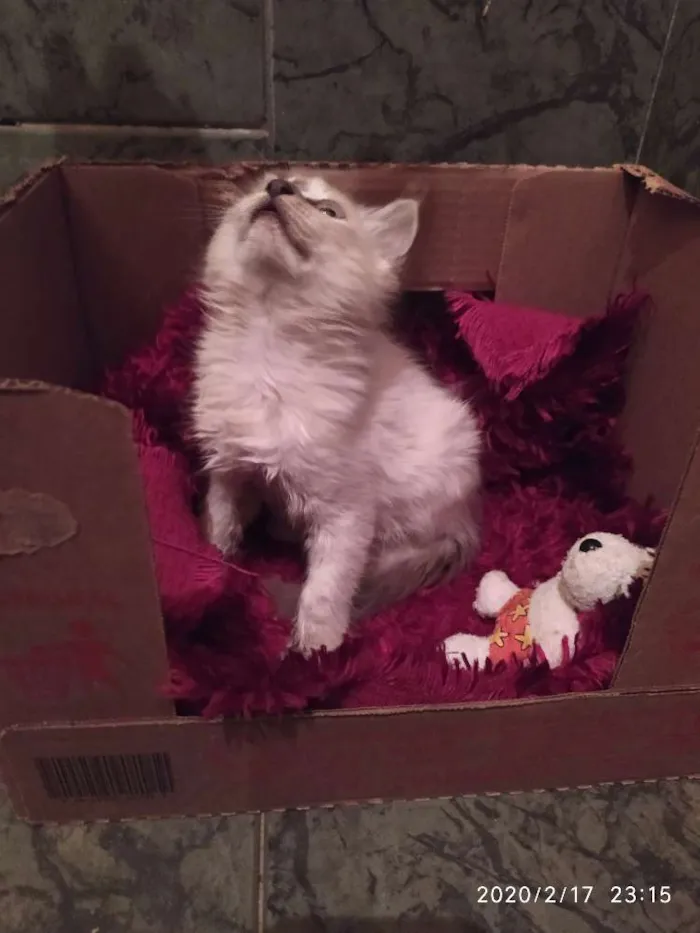 Gato ra a SDR idade Abaixo de 2 meses nome Pluminha