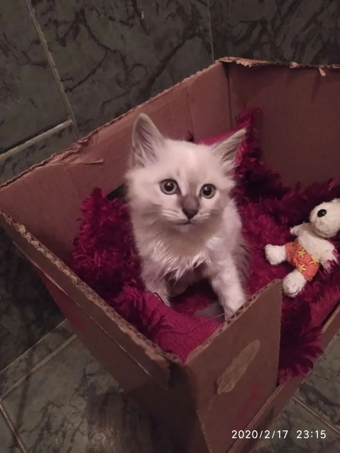 Gato ra a SDR idade Abaixo de 2 meses nome Pluminha