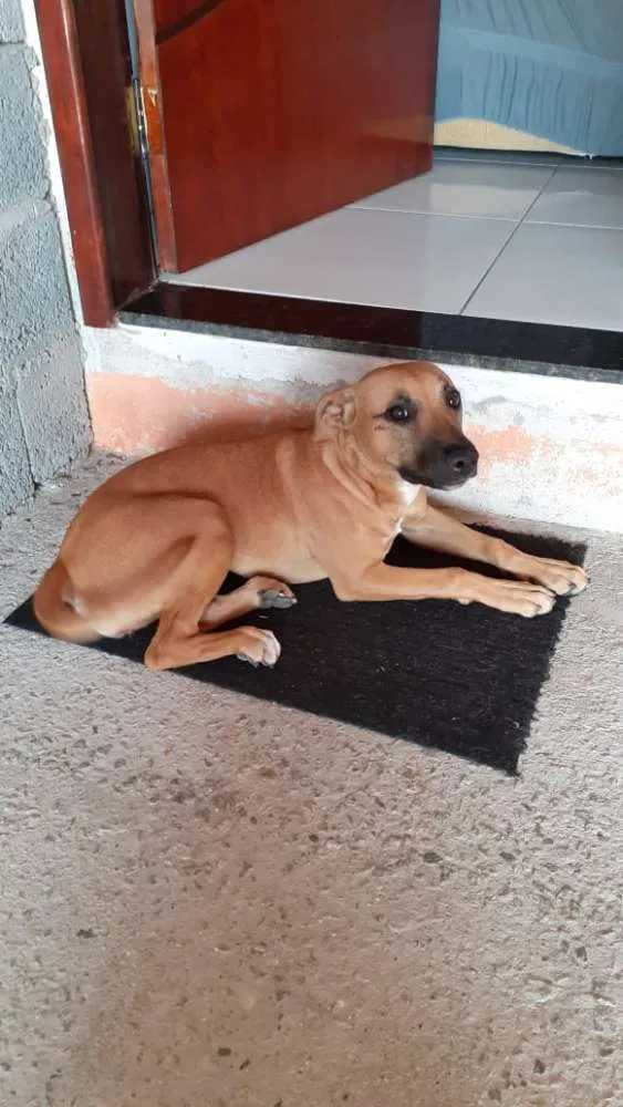 Cachorro ra a Vira lata com Pitbull idade 2 a 6 meses nome Luna