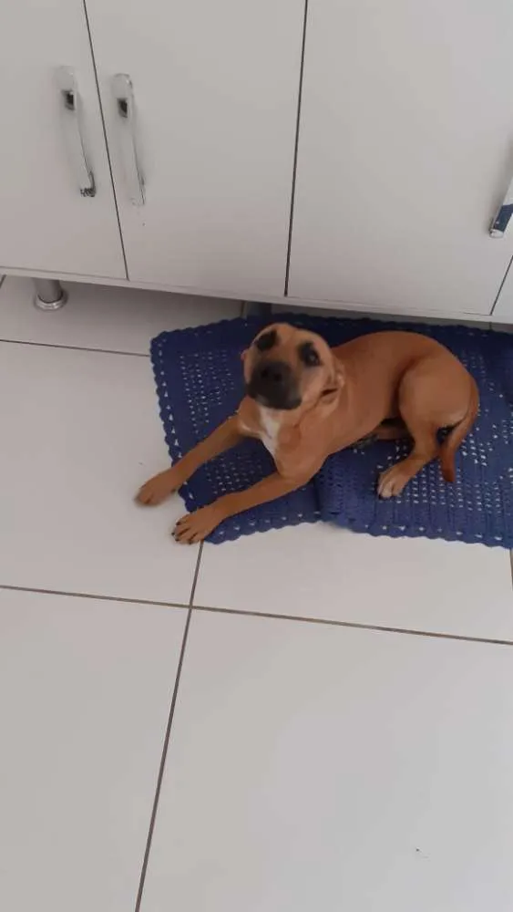 Cachorro ra a Vira lata com Pitbull idade 2 a 6 meses nome Luna