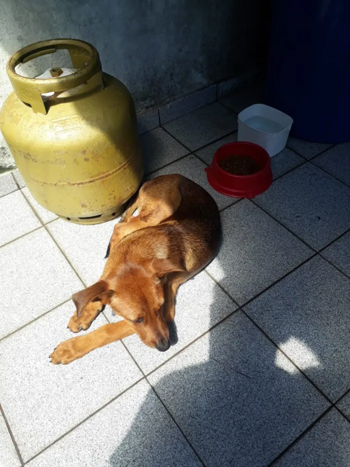 Cachorro ra a Vira lata idade 7 a 11 meses nome Scooby