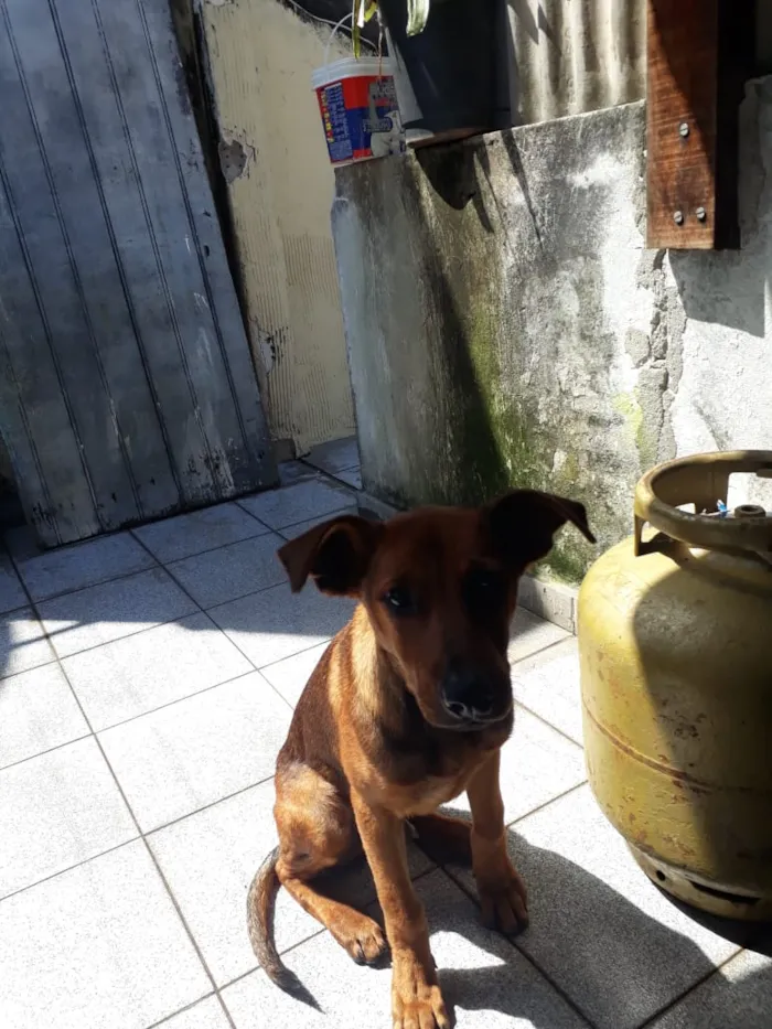 Cachorro ra a Vira lata idade 7 a 11 meses nome Scooby