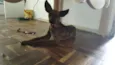 Goblin