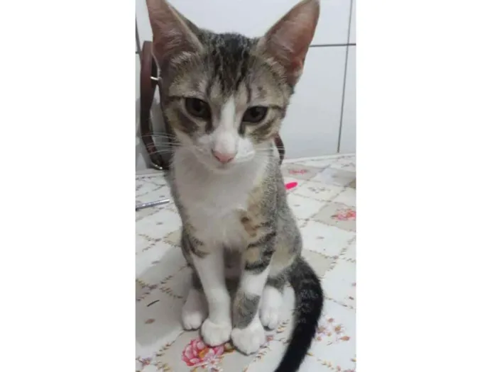 Gato ra a Vira lata idade 2 a 6 meses nome Zikinho