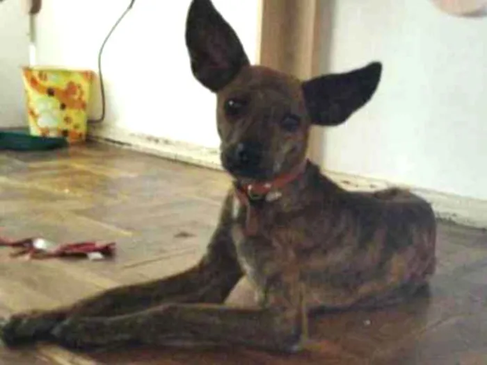 Cachorro ra a Vira-lata idade 1 ano nome Goblin