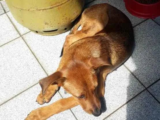 Cachorro ra a Vira lata idade 7 a 11 meses nome Scooby