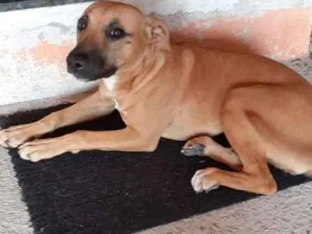 Cachorro ra a Vira lata com Pitbull idade 2 a 6 meses nome Luna