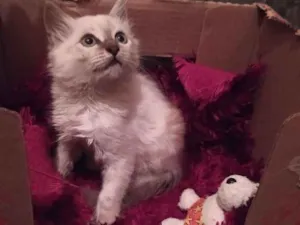 Gato raça SDR idade Abaixo de 2 meses nome Pluminha