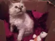 Pluminha