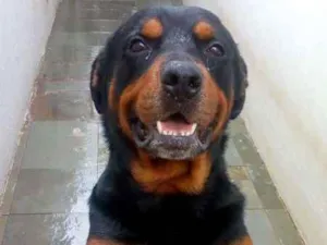 Cachorro raça Rottweiler idade 4 anos nome Tayson