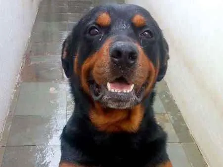 Cachorro ra a Rottweiler idade 4 anos nome Tayson