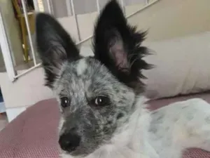 Cachorro raça SRD idade 7 a 11 meses nome Clotilde