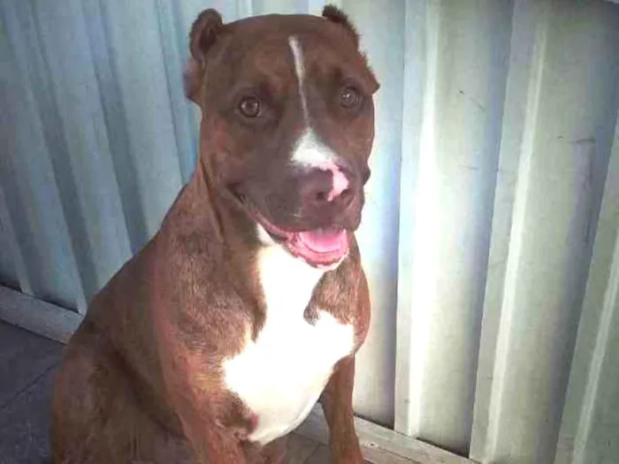 Cachorro ra a Pit-Bull idade 1 ano nome Zara