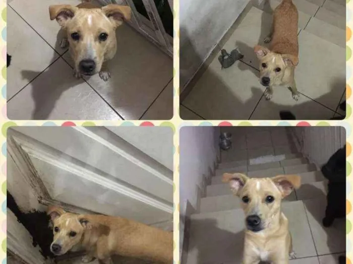 Cachorro ra a SRD idade 7 a 11 meses nome Pingo