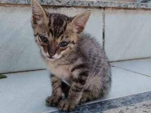 Gato ra a Não identificado idade Abaixo de 2 meses nome Sem nome