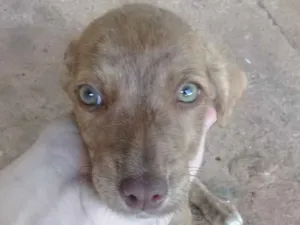 Cachorro raça Indefinida idade 2 a 6 meses nome Não tem