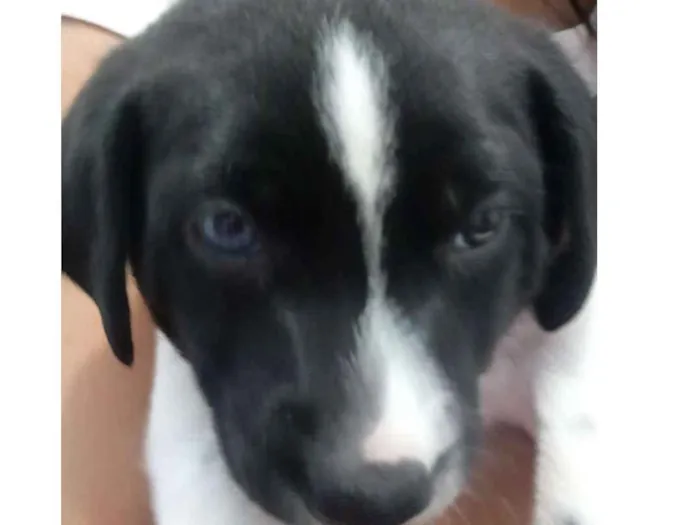 Cachorro ra a Indefinida idade Abaixo de 2 meses nome Dudu
