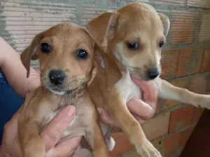 Cachorro raça Viralata idade Abaixo de 2 meses nome Sara