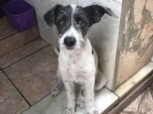 Cachorro raça Indefinida  idade 2 a 6 meses nome Amora 
