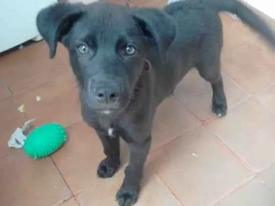 Cachorro ra a Labrador com vira-lata  idade 2 a 6 meses nome Luck 