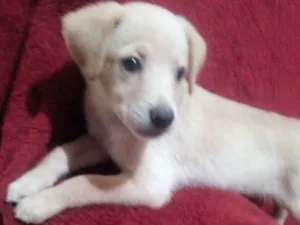 Cachorro raça Labrador misturado idade 2 a 6 meses nome Pipo