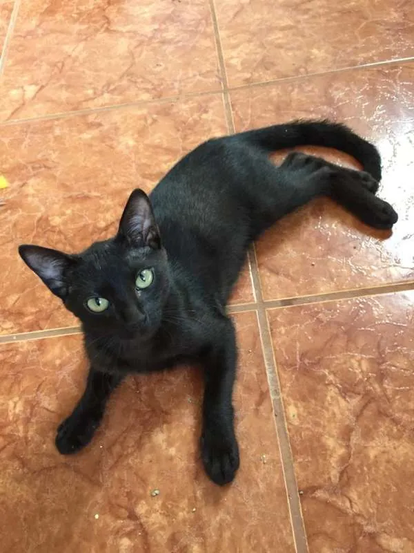 Gato ra a  idade 2 a 6 meses nome Baghera