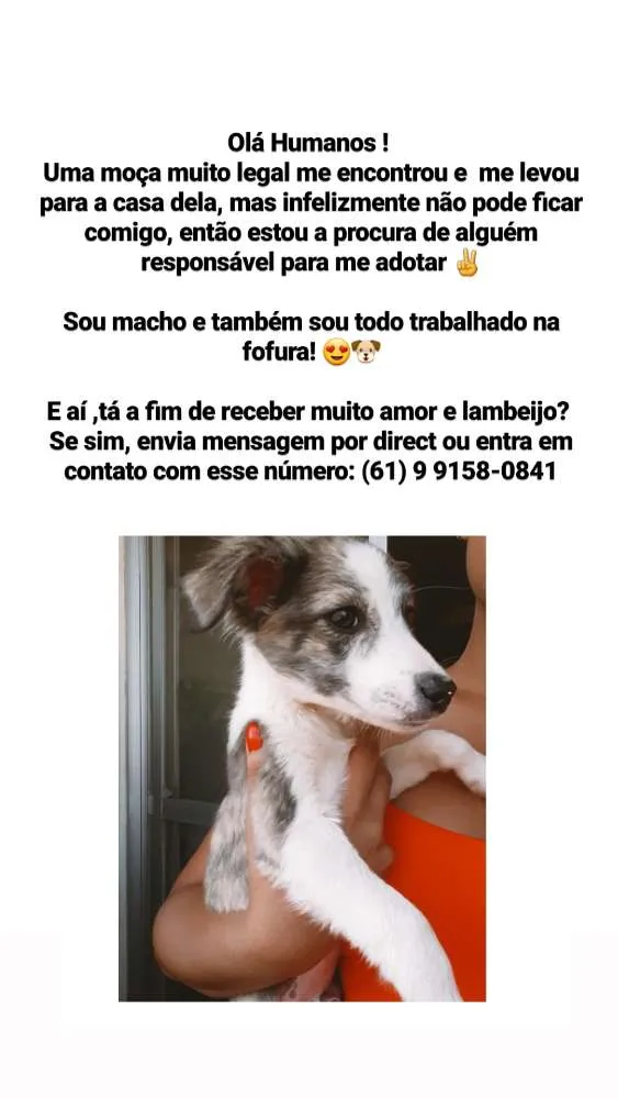 Cachorro raça RND idade 2 a 6 meses nome Chico