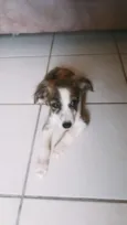 Chico