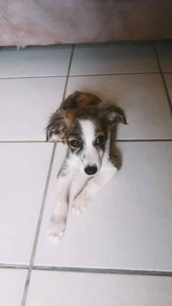 Cachorro raça RND idade 2 a 6 meses nome Chico