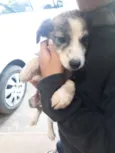 Chico