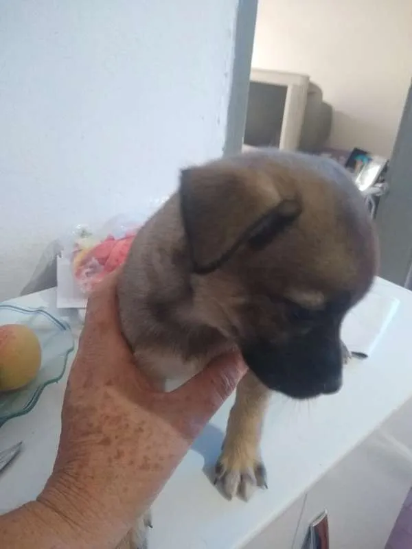 Cachorro raça srd idade 2 a 6 meses nome MOE