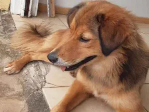 Cachorro raça  idade 7 a 11 meses nome Tobias