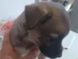 Cachorro raça srd idade 2 a 6 meses nome MOE