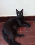 Panterinha