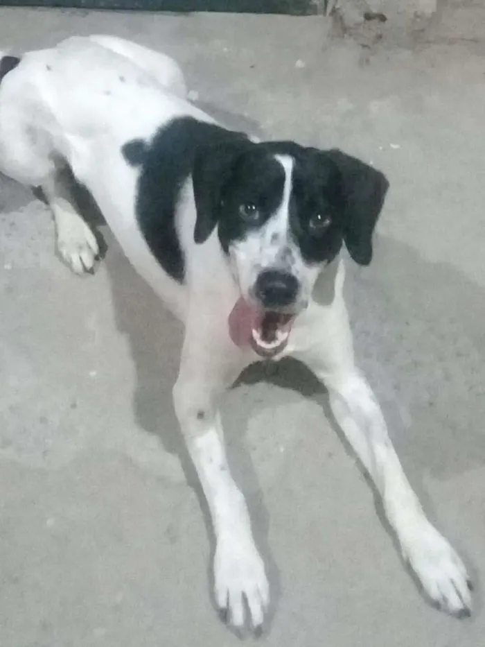 Cachorro ra a labrador vira lata idade 1 ano nome fred