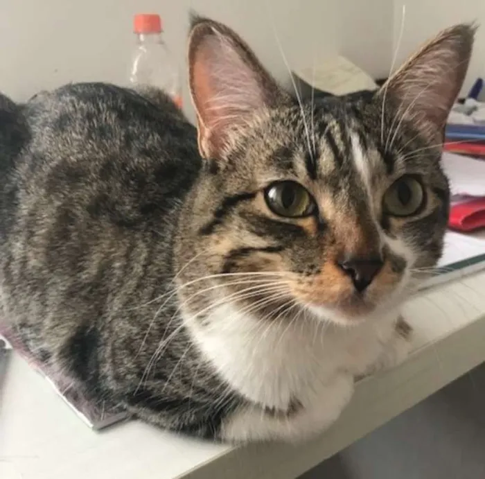 Gato ra a  idade 2 anos nome Lola