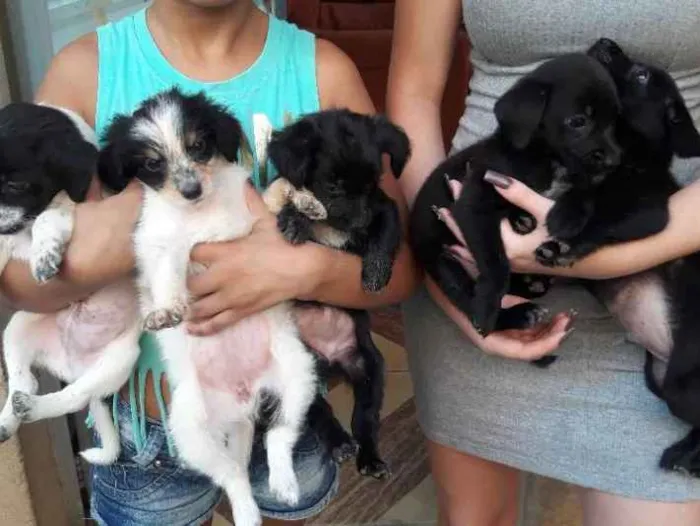 Cachorro ra a Vira lata idade 2 a 6 meses nome Sao filhotes