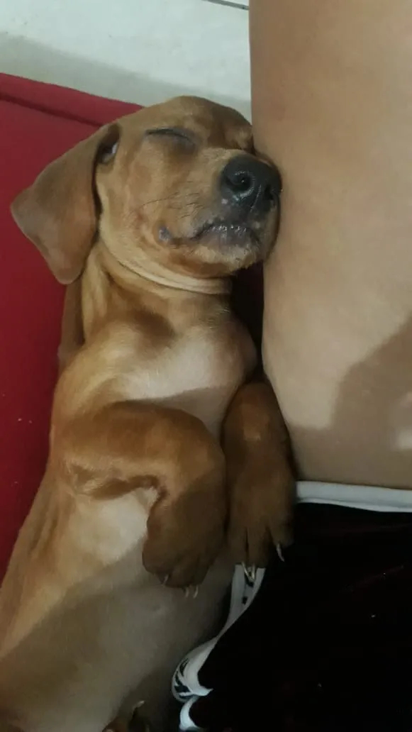 Cachorro ra a Salsicha idade 1 ano nome Luck