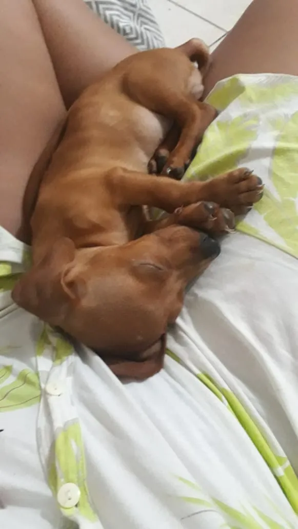 Cachorro ra a Salsicha idade 1 ano nome Luck