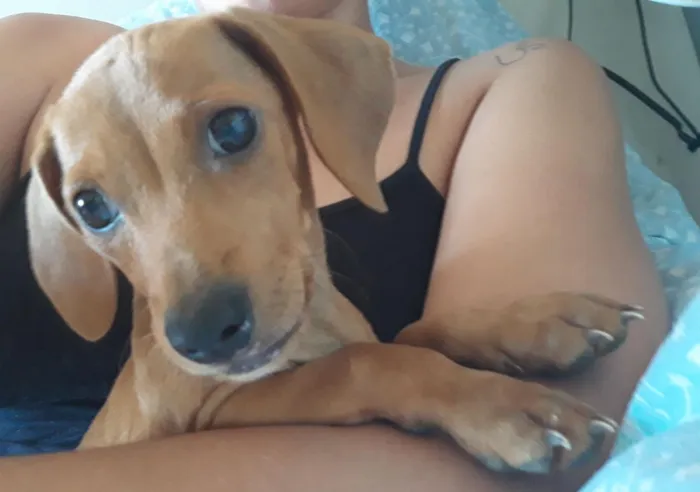 Cachorro ra a Salsicha idade 1 ano nome Luck