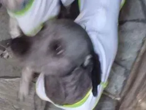 Cachorro raça Sem raça definida idade 2 anos nome Baruk