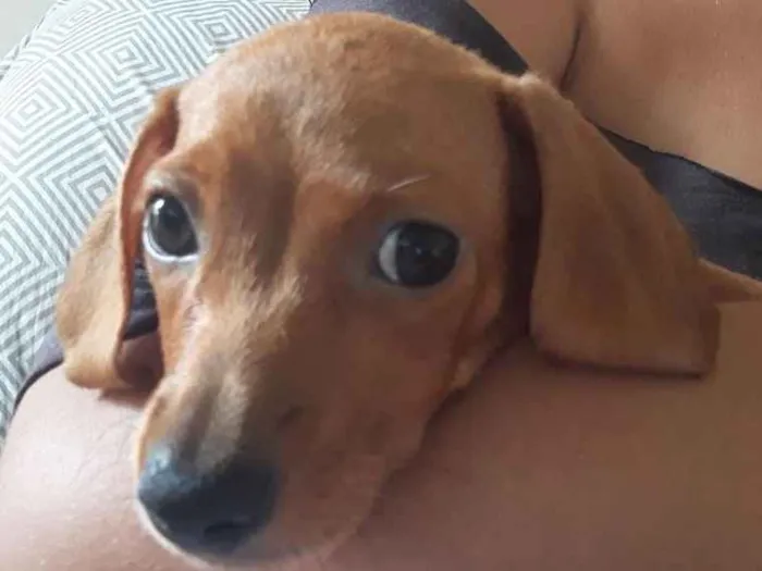 Cachorro ra a Salsicha idade 1 ano nome Luck