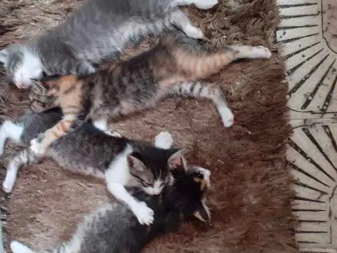 Gato ra a Vira lata idade Abaixo de 2 meses nome Missy, missy, minie