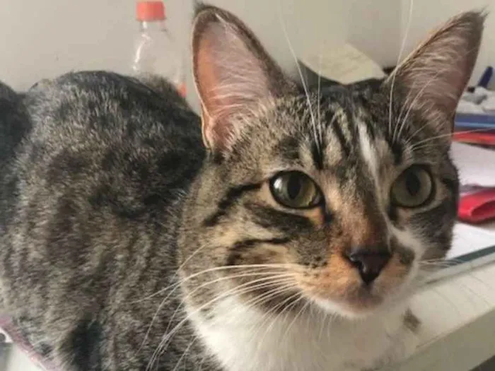 Gato ra a  idade 2 anos nome Lola