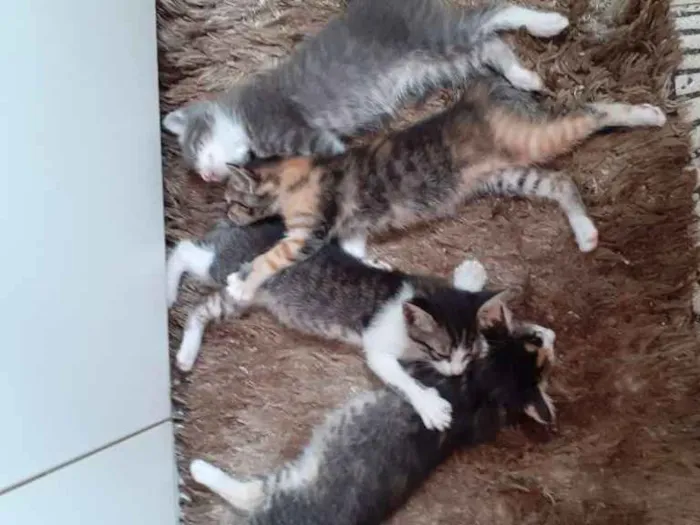 Gato ra a Vira lata idade Abaixo de 2 meses nome Missy, missy, minie