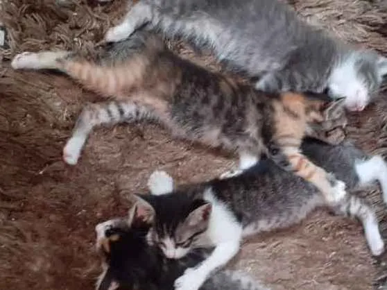 Gato ra a Vira lata idade Abaixo de 2 meses nome Missy, missy, minie