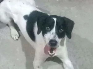 Cachorro raça labrador vira lata idade 1 ano nome fred