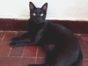 Gato raça Srd idade 1 ano nome Panterinha