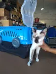 Gato raça Sem raça definida idade 2 a 6 meses nome Resgatados 